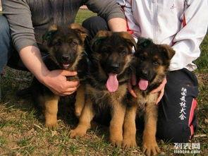 德国牧羊犬爆料视频大全,爆料视频大全精彩瞬间